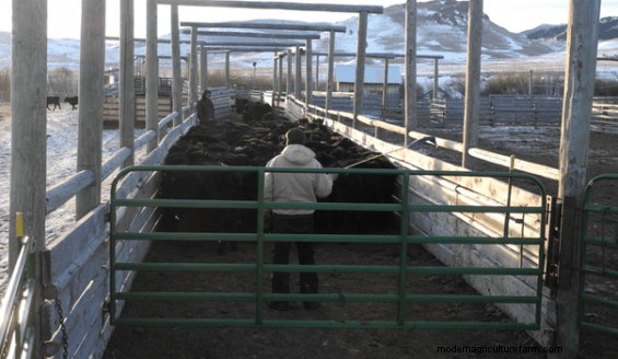 Low-Stress Livestock Handling – Working Cattle in Alleyways
