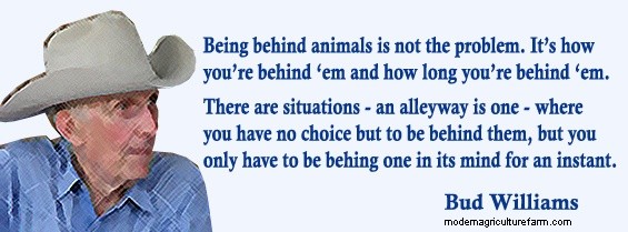Low-Stress Livestock Handling – Working Cattle in Alleyways