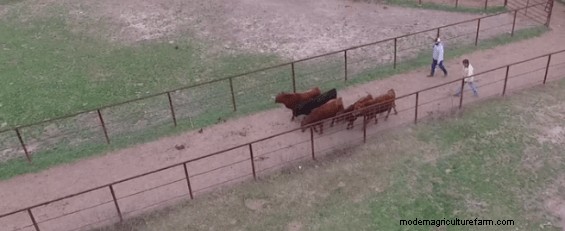 Low-Stress Livestock Handling – Working Cattle in Alleyways
