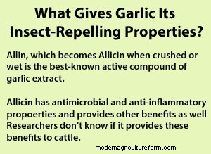 Garlic for Fly Control?