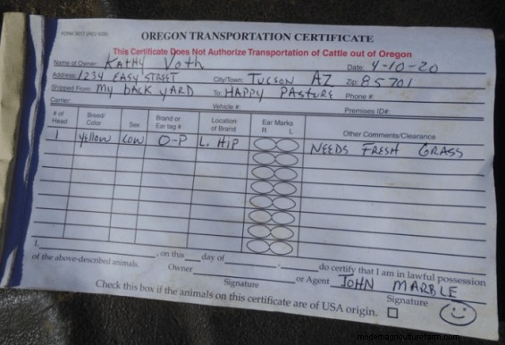 Bovine Art Appreciation – Paint Colors and Markings at the Sale Barn Tell You What You’re Bidding On