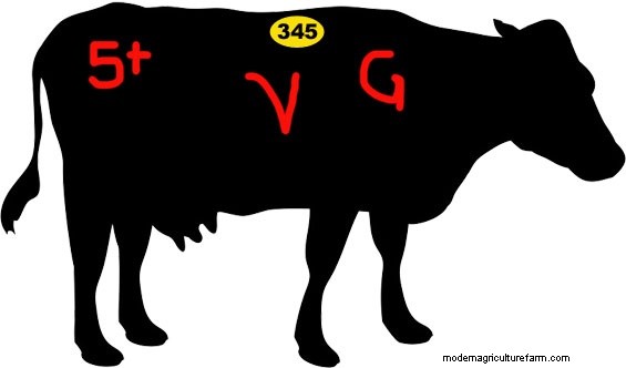 Bovine Art Appreciation – Paint Colors and Markings at the Sale Barn Tell You What You’re Bidding On