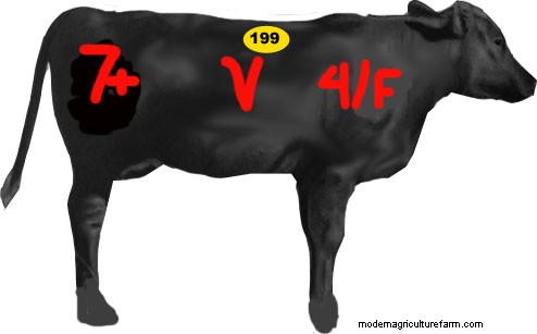 Bovine Art Appreciation – Paint Colors and Markings at the Sale Barn Tell You What You’re Bidding On