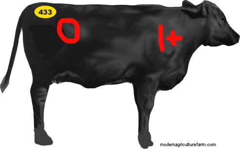 Answers to the Bovine Art Pop Quiz