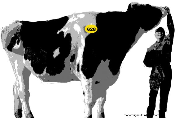 Answers to the Bovine Art Pop Quiz