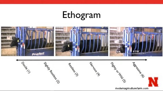 How Good Are You at Assessing Animal Temperament?