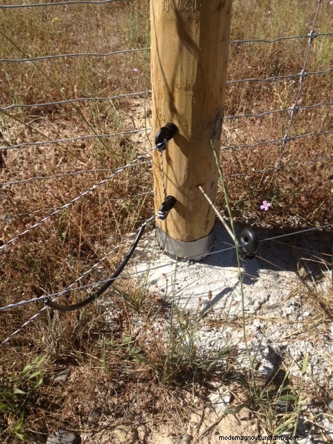 Grazing Pigs – Fencing Tips