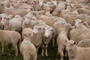 Are parasites a limiting factor in your flock/herd?