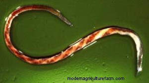 Are parasites a limiting factor in your flock/herd?