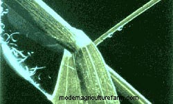 Are parasites a limiting factor in your flock/herd?