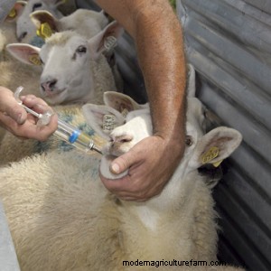 Are parasites a limiting factor in your flock/herd?