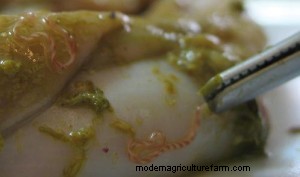 Are parasites a limiting factor in your flock/herd?