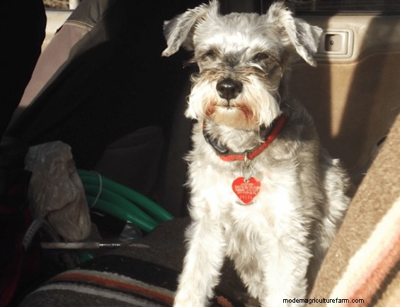 Make calving more fun and less work