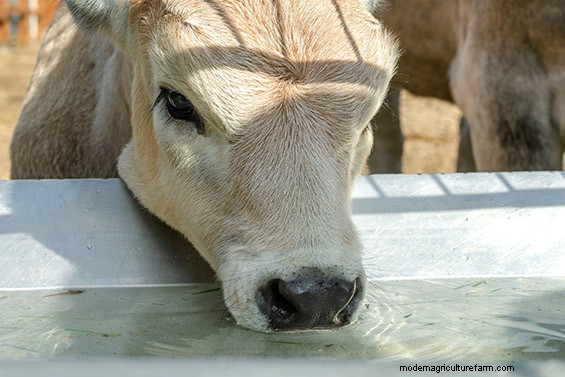 Make Sure Young Animals Have Plenty of Water to Promote Rumen Growth and Weight Gain