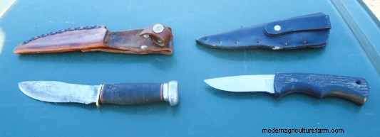 Grafting Baby Calves Part 2 – How tos