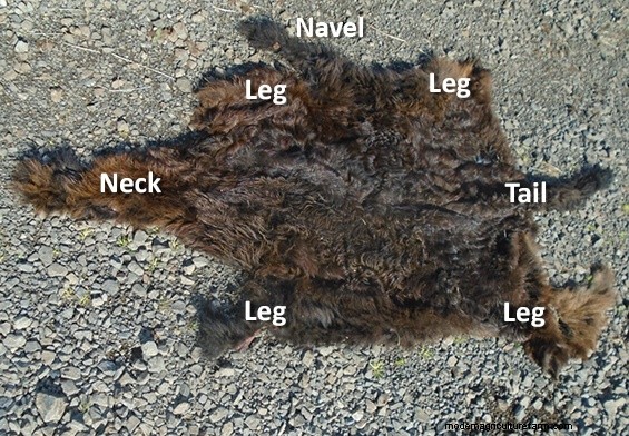 Grafting Baby Calves Part 2 – How tos