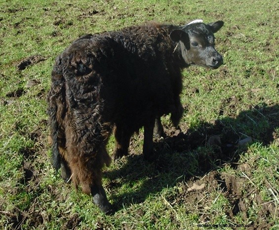 Grafting Baby Calves Part 2 – How tos