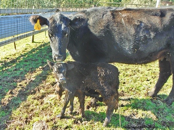 Grafting Baby Calves Part 2 – How tos