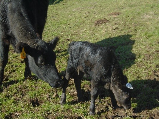 Grafting Baby Calves Part 1: Should you do it?