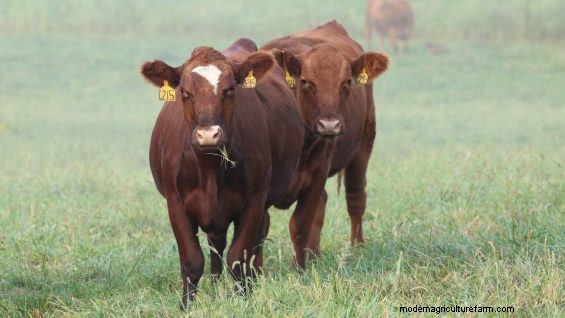Cattle Are Losing Adaptations to Their Specific Environments