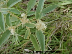 Can Cows Eat Woolly Croton (Goatweed/Doveweed)?