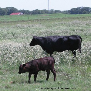 Can Cows Eat Woolly Croton (Goatweed/Doveweed)?