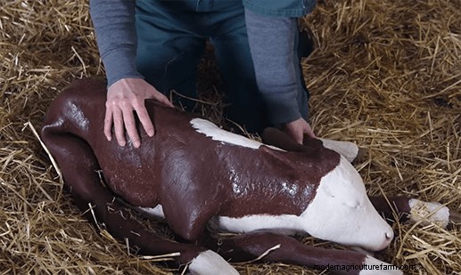 Caring for Young Animals in Trouble – Resuscitation and Tube Feeding