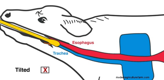 Caring for Young Animals in Trouble – Resuscitation and Tube Feeding