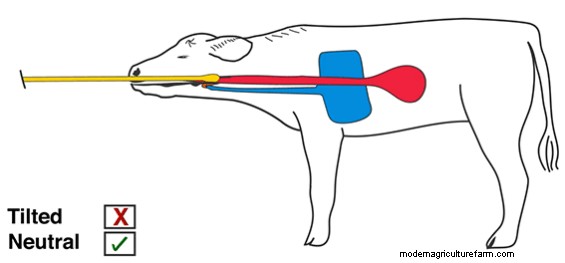 Caring for Young Animals in Trouble – Resuscitation and Tube Feeding