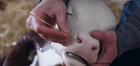 Caring for Young Animals in Trouble – Resuscitation and Tube Feeding