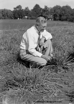 Tall Fescue: High-Yielding Forage Grass or Toxic and Invasive Weed?