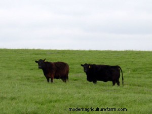 Tall Fescue: High-Yielding Forage Grass or Toxic and Invasive Weed?