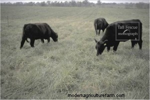 Tall Fescue: High-Yielding Forage Grass or Toxic and Invasive Weed?