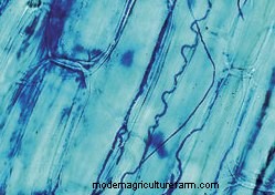 Tall Fescue: High-Yielding Forage Grass or Toxic and Invasive Weed?