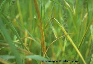 Can Foliar Diseases in Forage Grasses Cause Economic Losses for Livestock Producers?