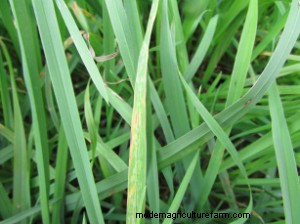 Can Foliar Diseases in Forage Grasses Cause Economic Losses for Livestock Producers?