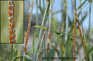 Can Foliar Diseases in Forage Grasses Cause Economic Losses for Livestock Producers?