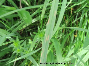 Can Foliar Diseases in Forage Grasses Cause Economic Losses for Livestock Producers?