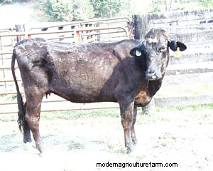 Can Foliar Diseases in Forage Grasses Cause Economic Losses for Livestock Producers?