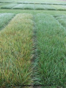 Can Foliar Diseases in Forage Grasses Cause Economic Losses for Livestock Producers?