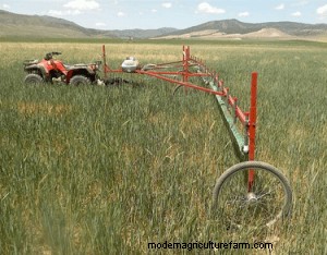 How Concerned Should You Be About Meadow Foxtail In Your Pastures