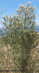 Russian Knapweed Can Be A Tasty Forage