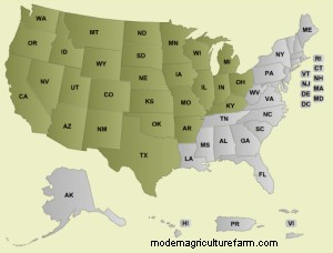 Russian Knapweed Can Be A Tasty Forage