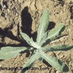 Russian Knapweed Can Be A Tasty Forage
