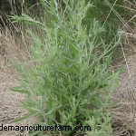 Russian Knapweed Can Be A Tasty Forage