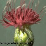 Russian Knapweed Can Be A Tasty Forage