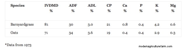 Why is Barnyardgrass So Abundant in Many Hay Fields and Pastures This Year?