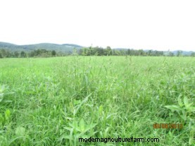 Why is Barnyardgrass So Abundant in Many Hay Fields and Pastures This Year?