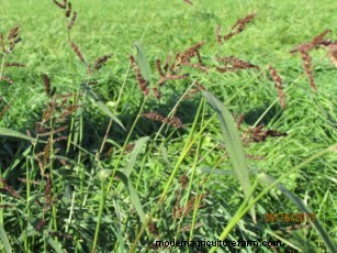 Why is Barnyardgrass So Abundant in Many Hay Fields and Pastures This Year?