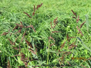 Why is Barnyardgrass So Abundant in Many Hay Fields and Pastures This Year?
